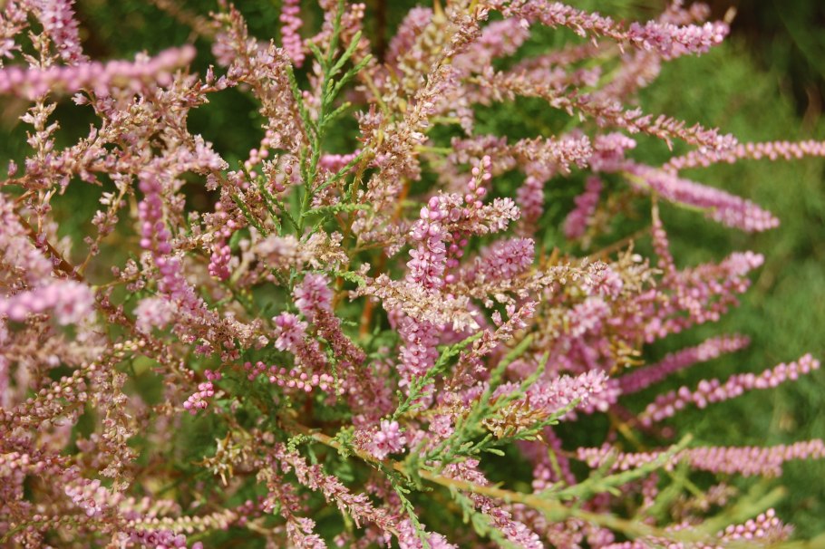 Хвойник тамарикс