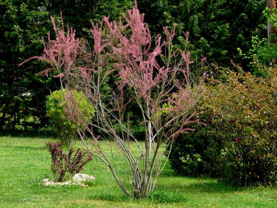 Тамарикс бисерник