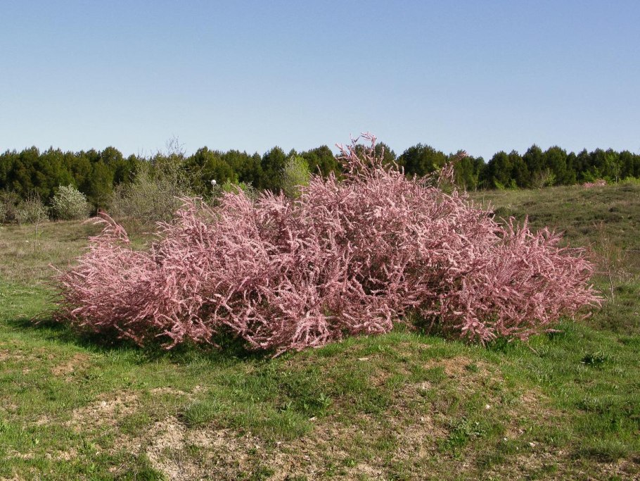 Тамарикс ветвистый