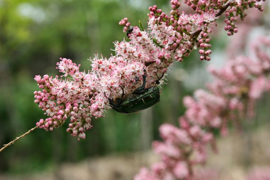 Тамарикс Pink Cascade