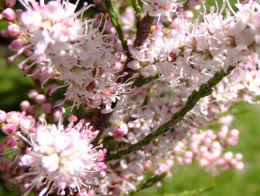 Тамариск кустарник Степной