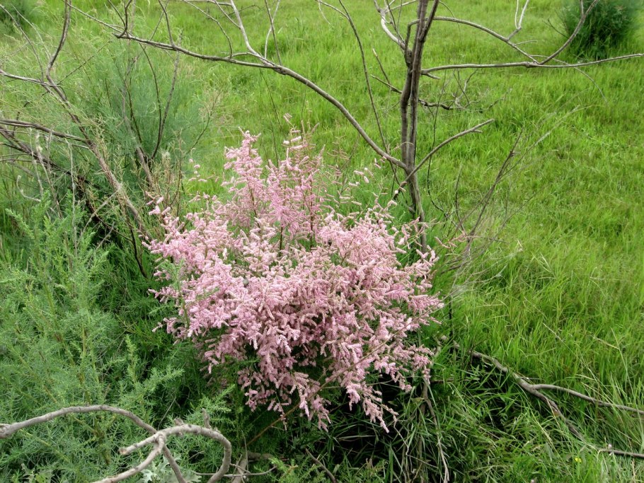 Тамарикс безлистный