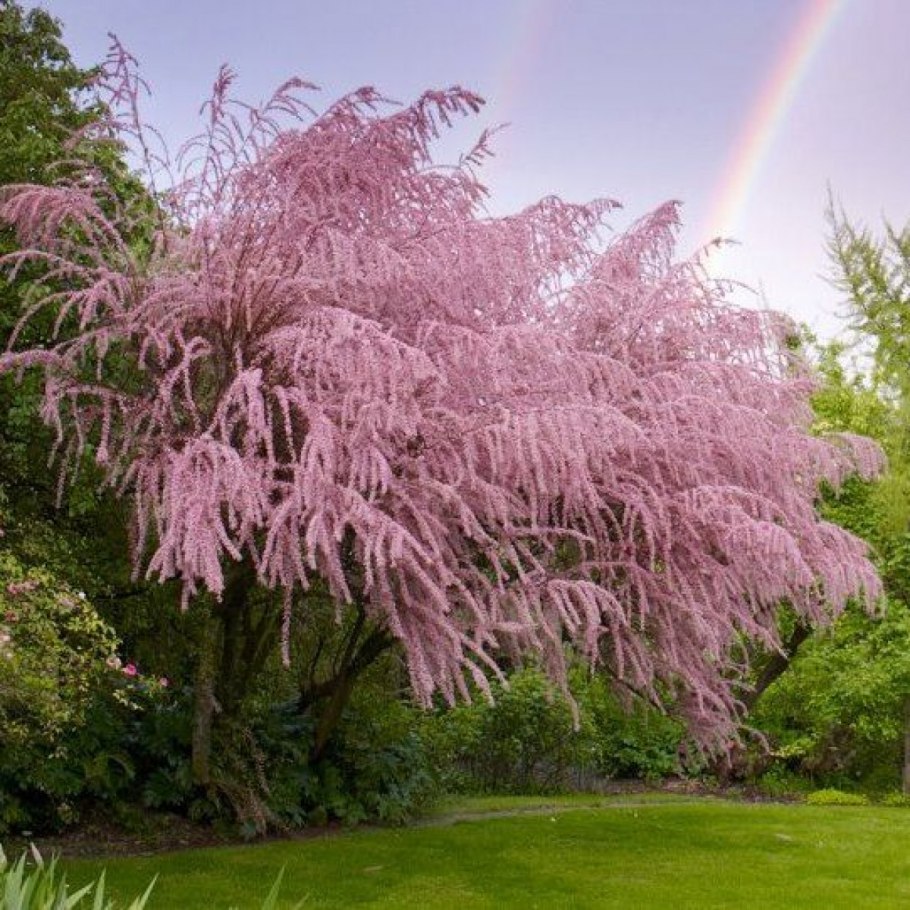 Тамарикс Рамосиссима