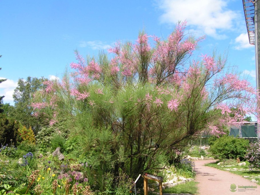 Тамарикс трехтычиковый