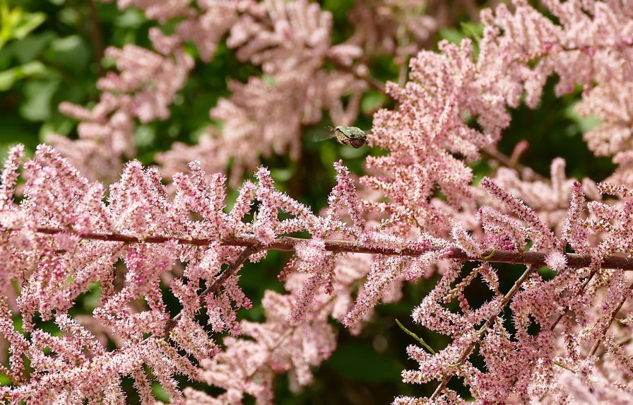 Хвойник тамарикс