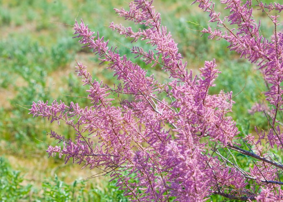 Тамарикс бисерник