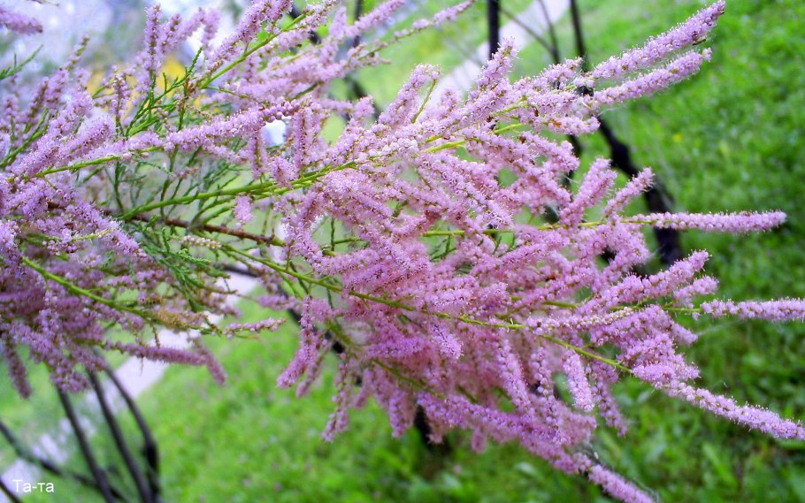 Тамарикс четырехтычинковый Африкана