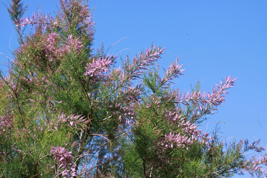 Тамарис фрукт