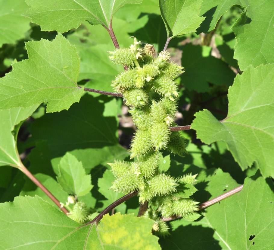 Дурнишник колючий