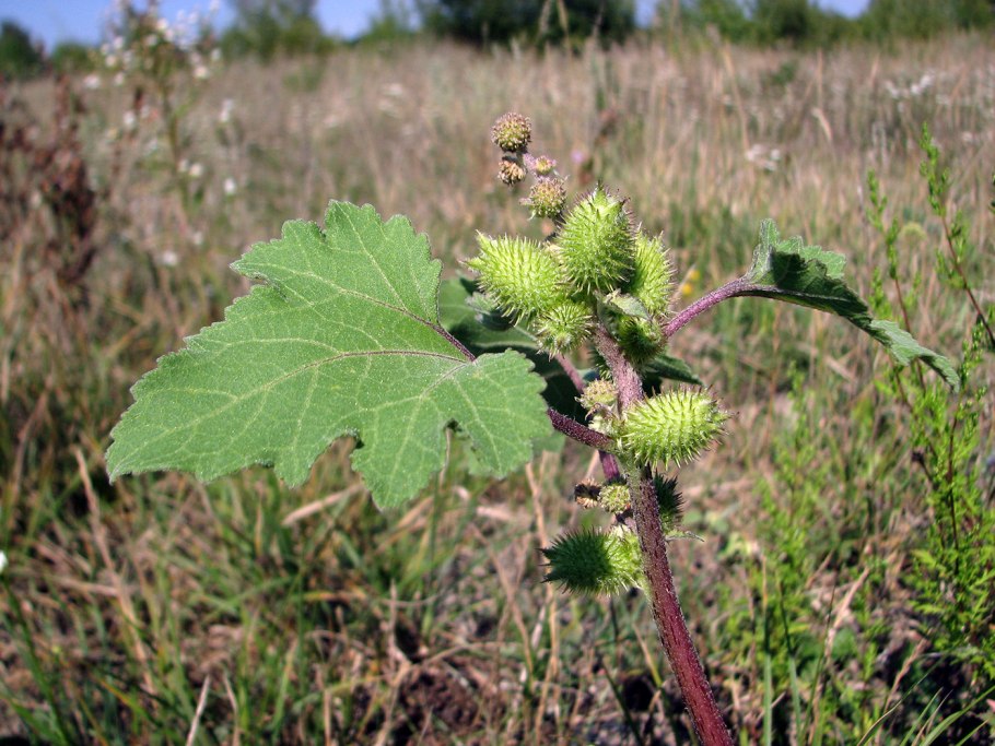 Дурнишник эльбский