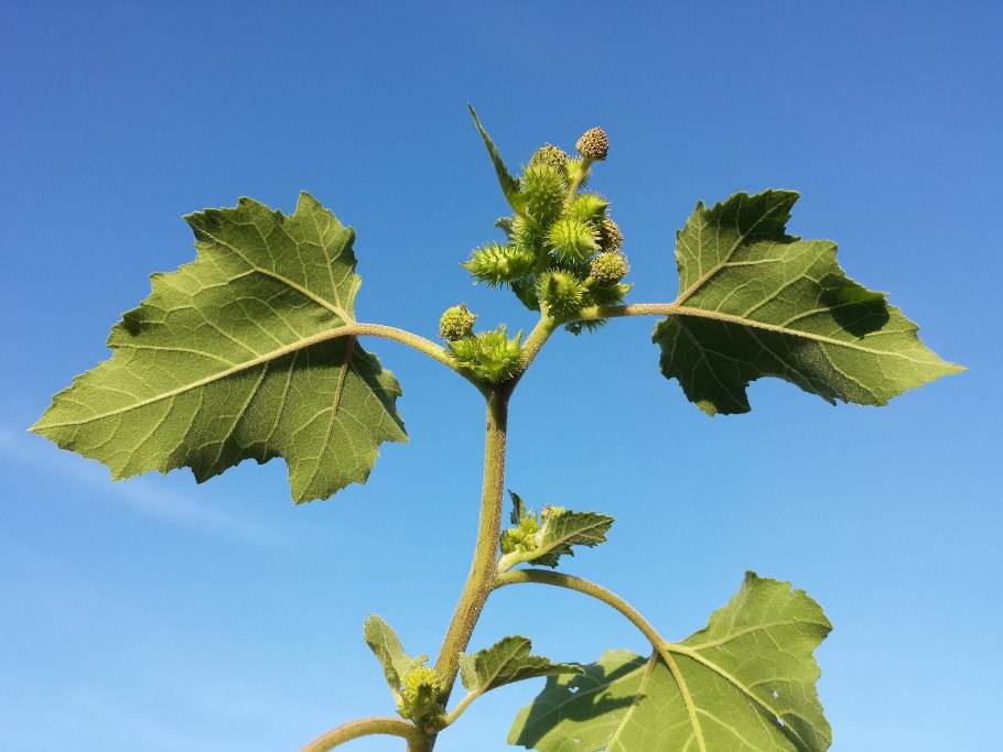 Дурнишник лопух