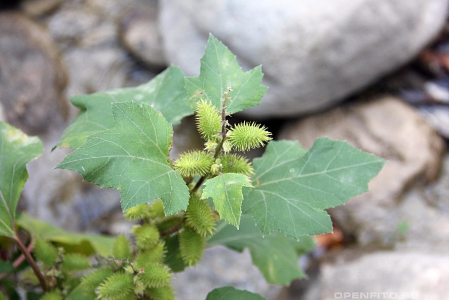 Дурнишник обыкновенный