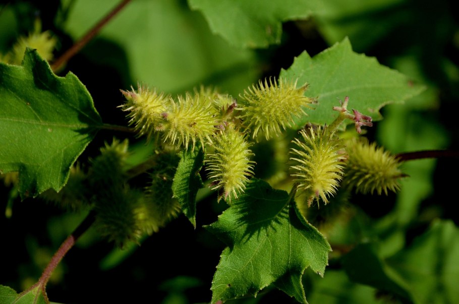 Дурнишник обыкновенный