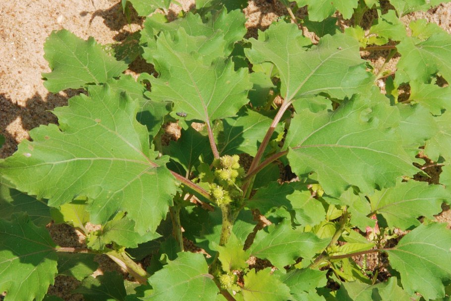 Дурнишник эльбский