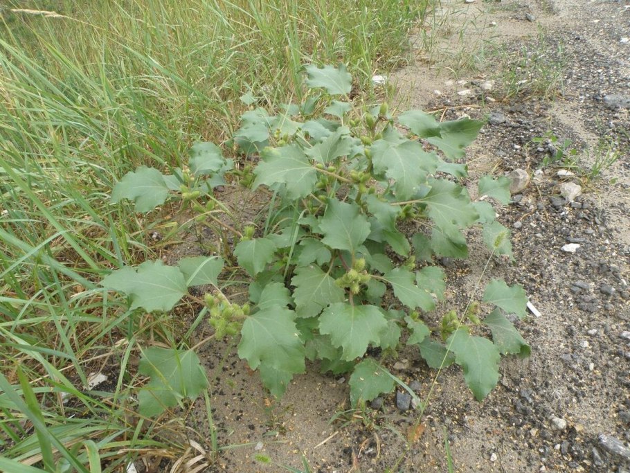 Дурнишник (50 гр)