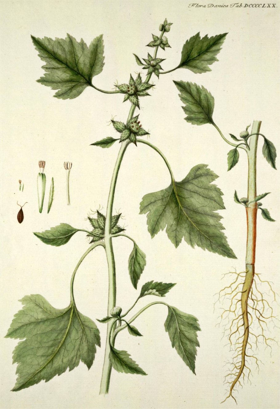 Колючка дурнишник