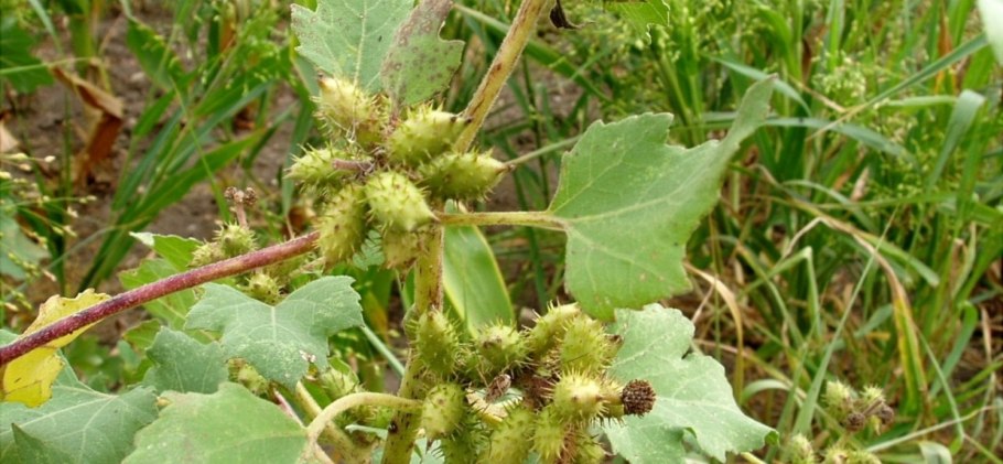 Дурнишник Xanthium