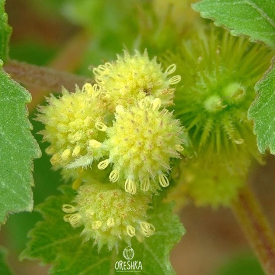 Дурнишник обыкновенный