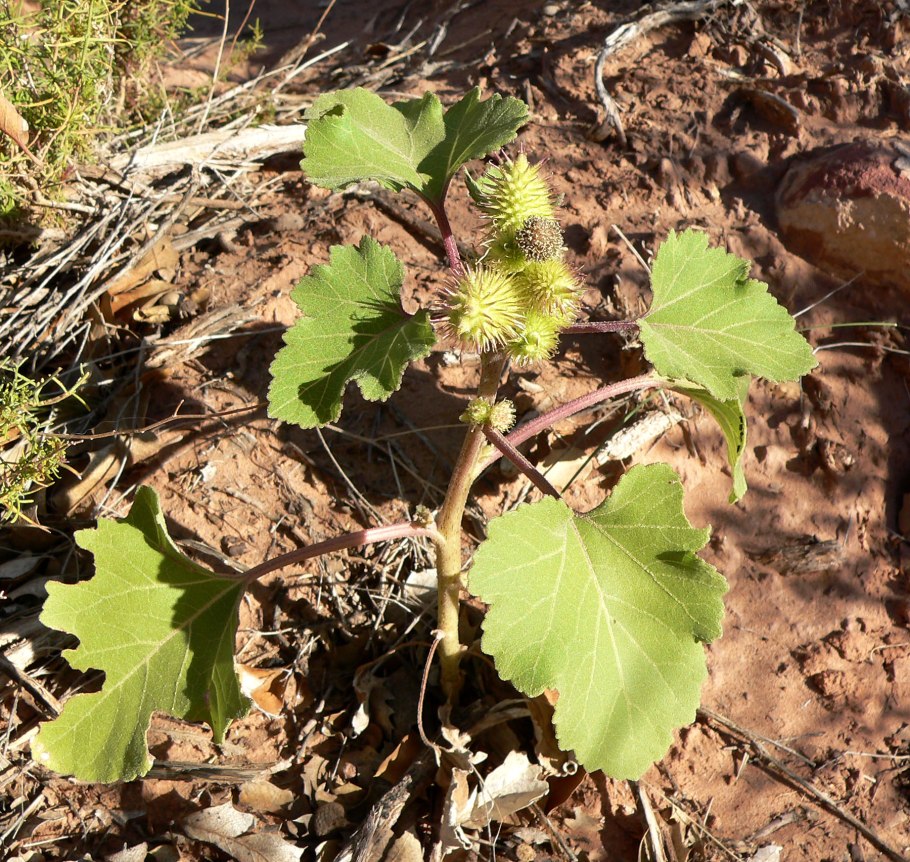 Дурнишник обыкновенный (Xanthium strumarium)
