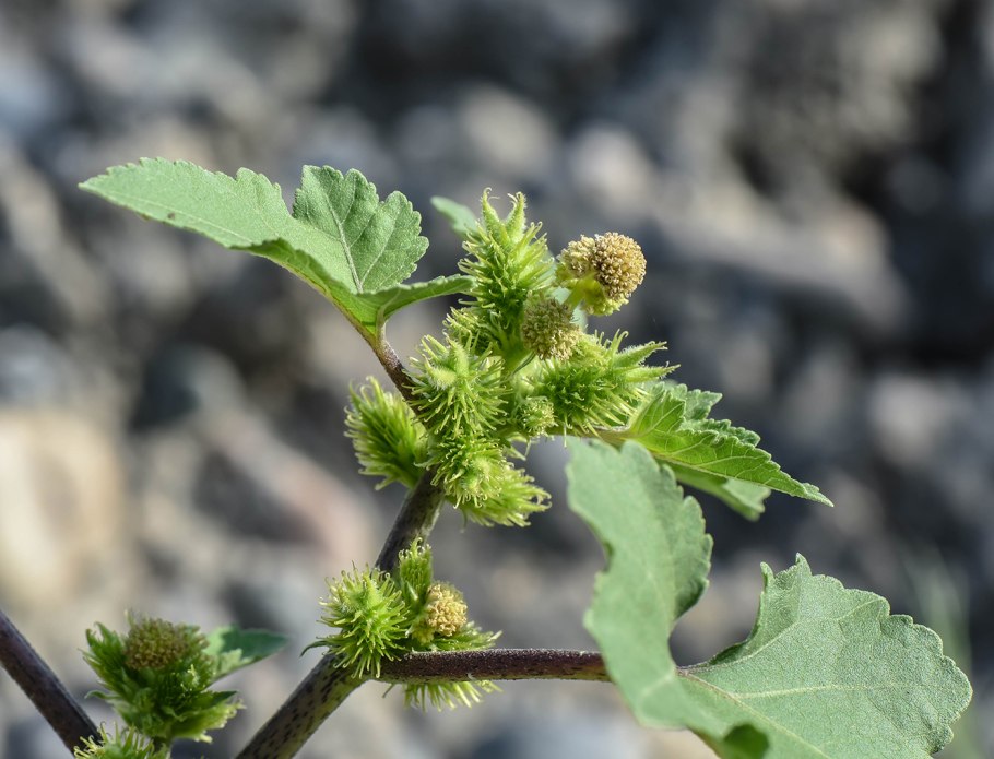 Дурнишник калифорнийский