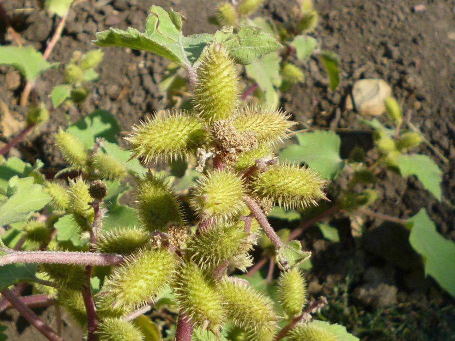 Дурнишник листья