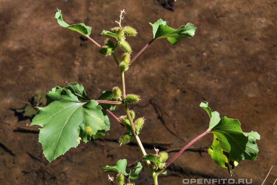 Циклохен дурнишник