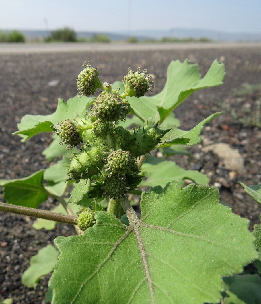 Дурнишник эльбский