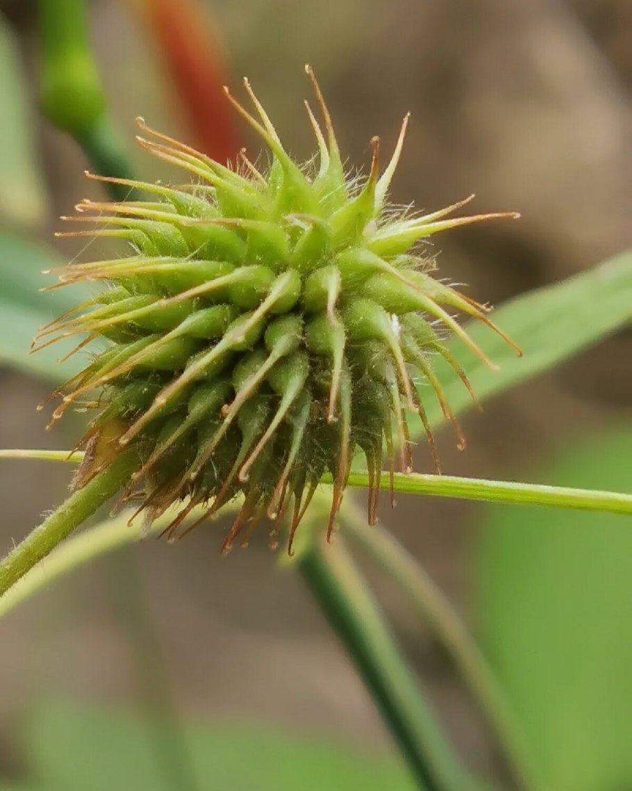 Дурнишник обыкновенный