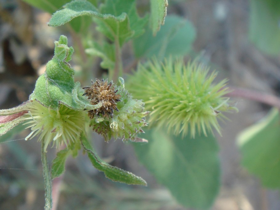 Дурнишник Xanthium