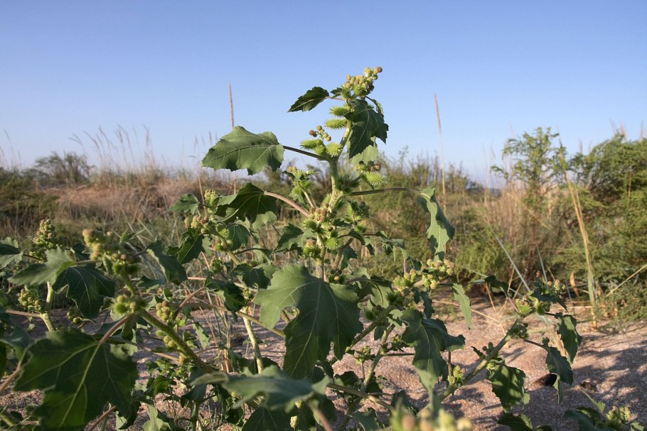 Дурнишник зобник