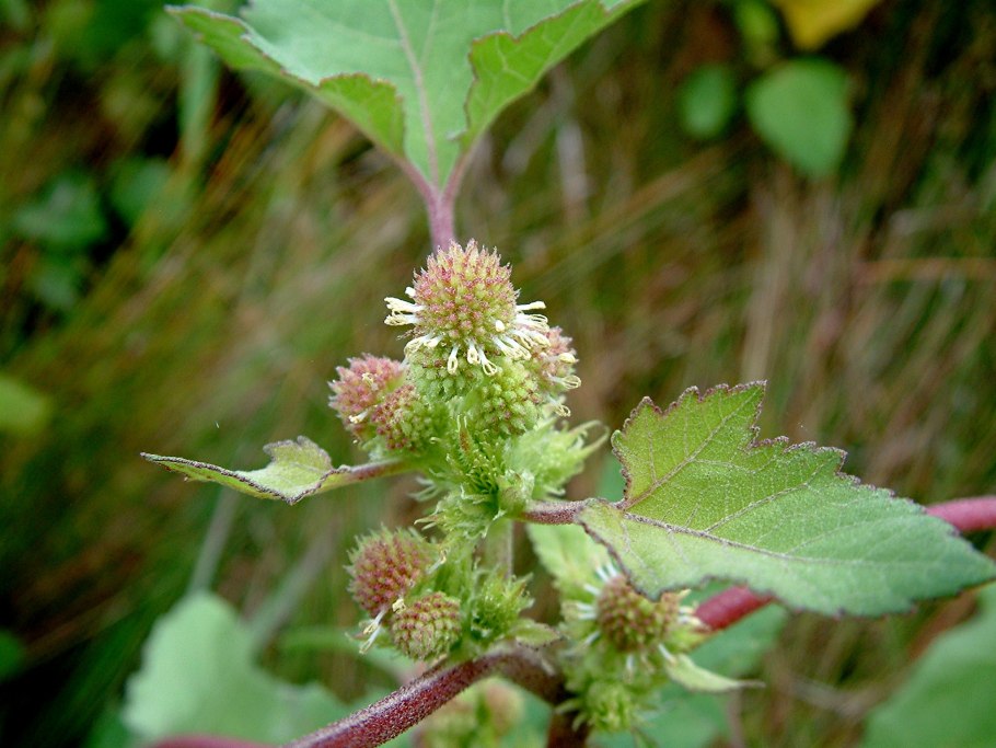 Дурнишник полынолистный