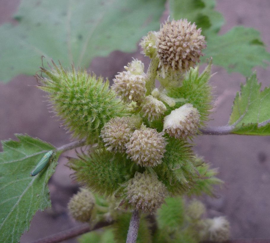 Дурнишник Сибирский