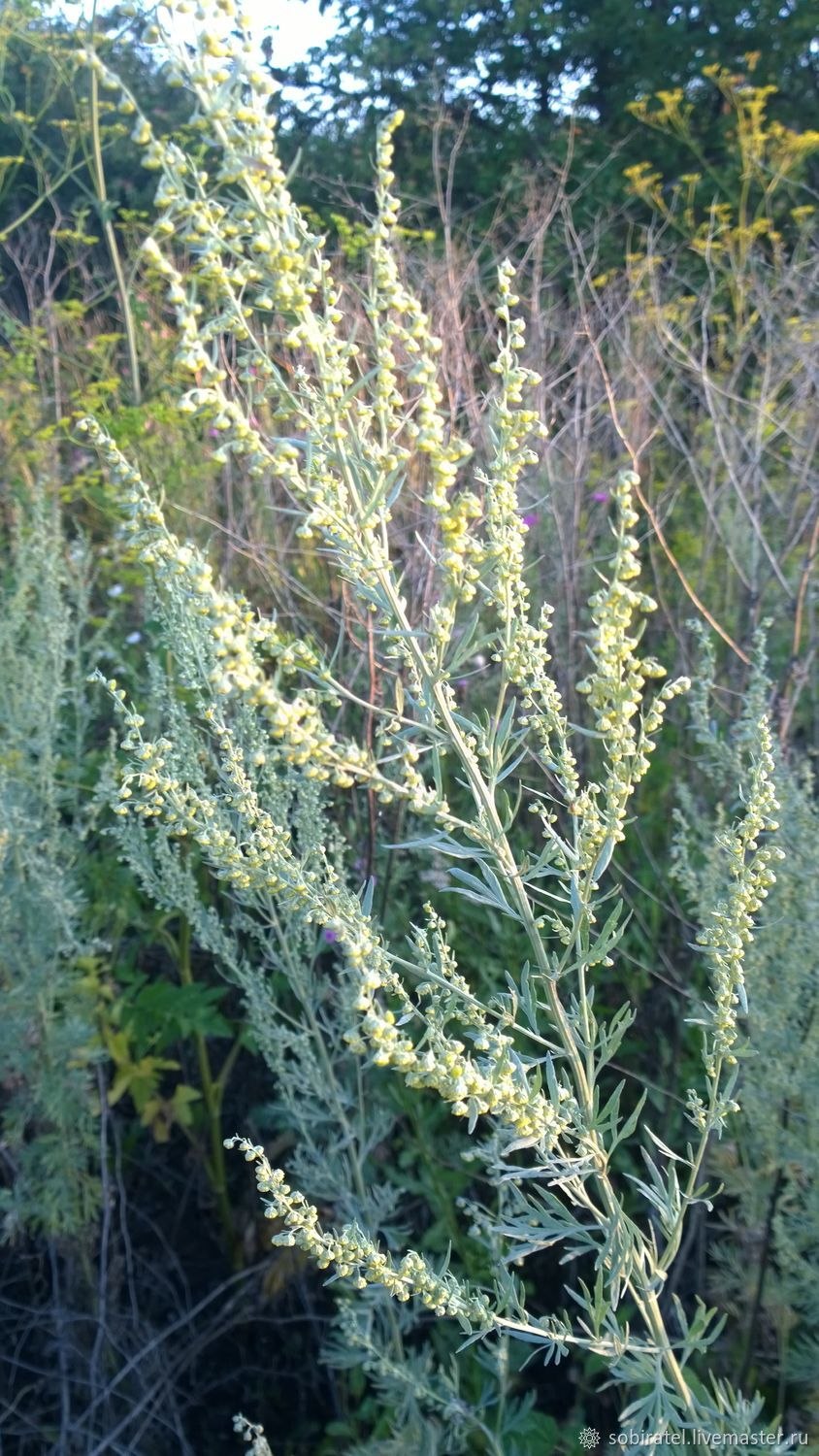 Полынь горькая (Artemisia absinthium)