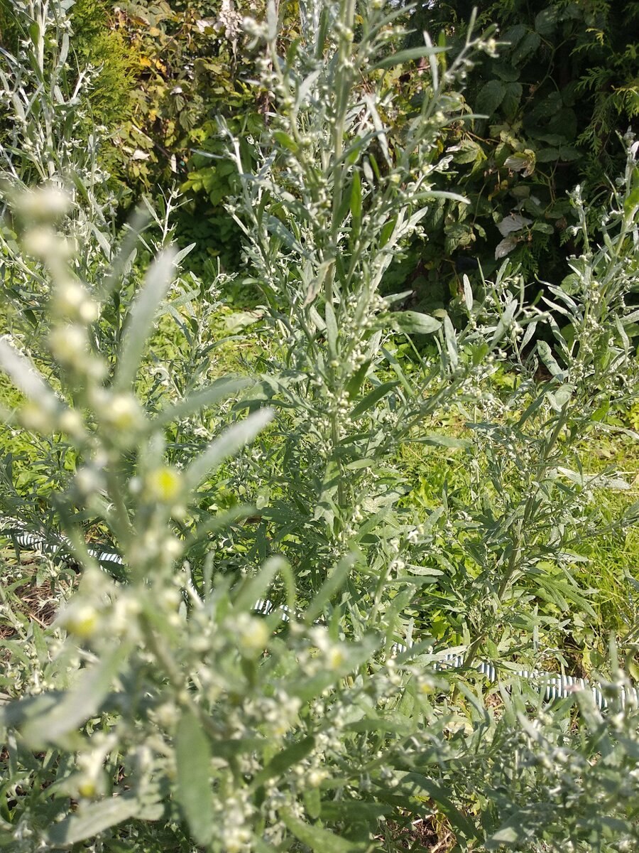 Полынь Каспийская Artemisia caspica