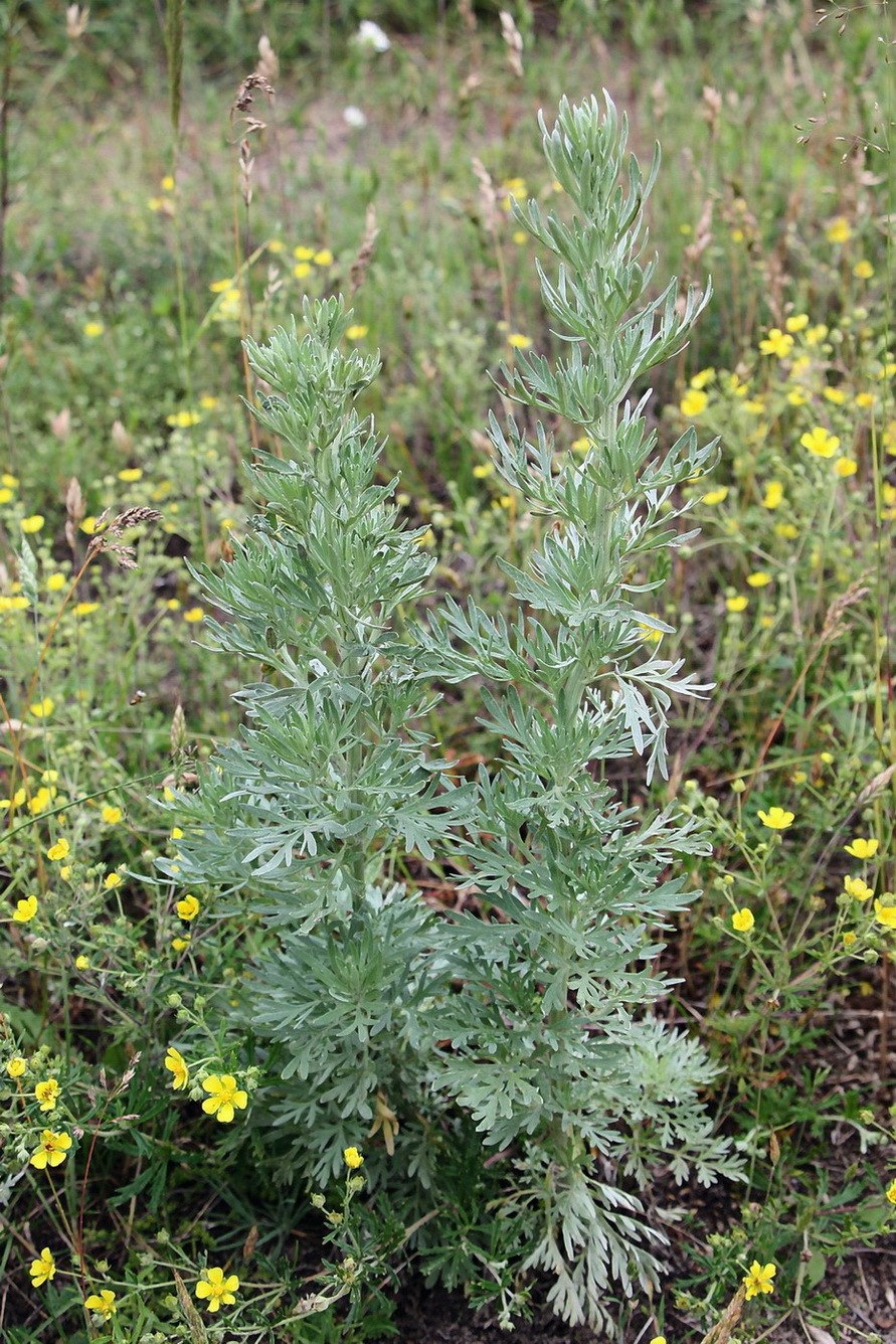 Полынь горькая (Artemisia absinthium)