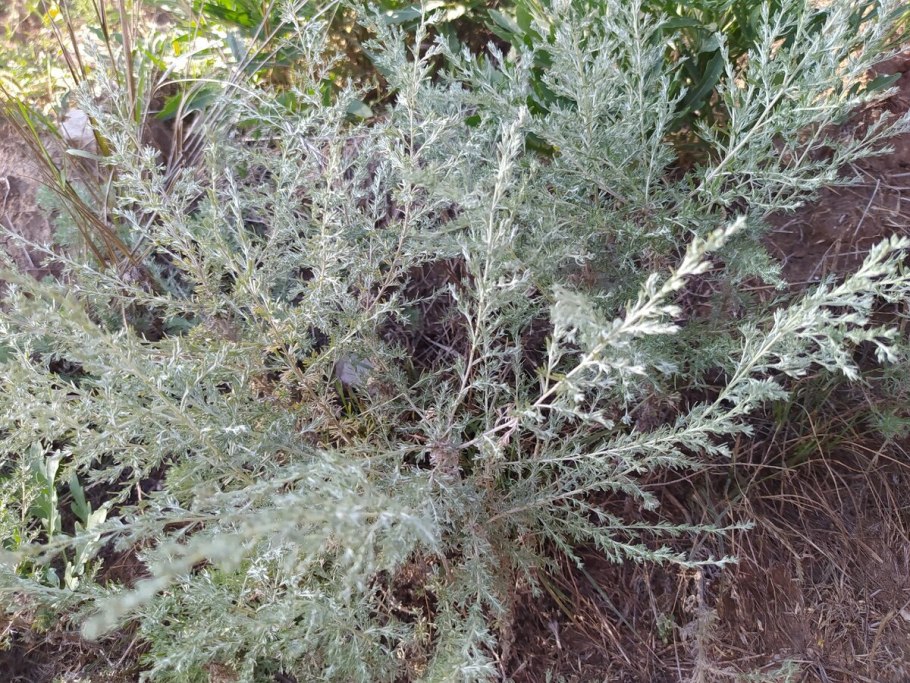 Полынь Artemisia maritima