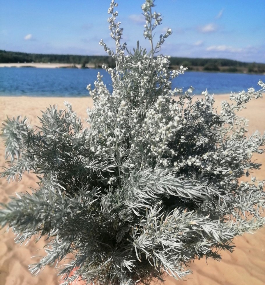 Полынь беловатая
