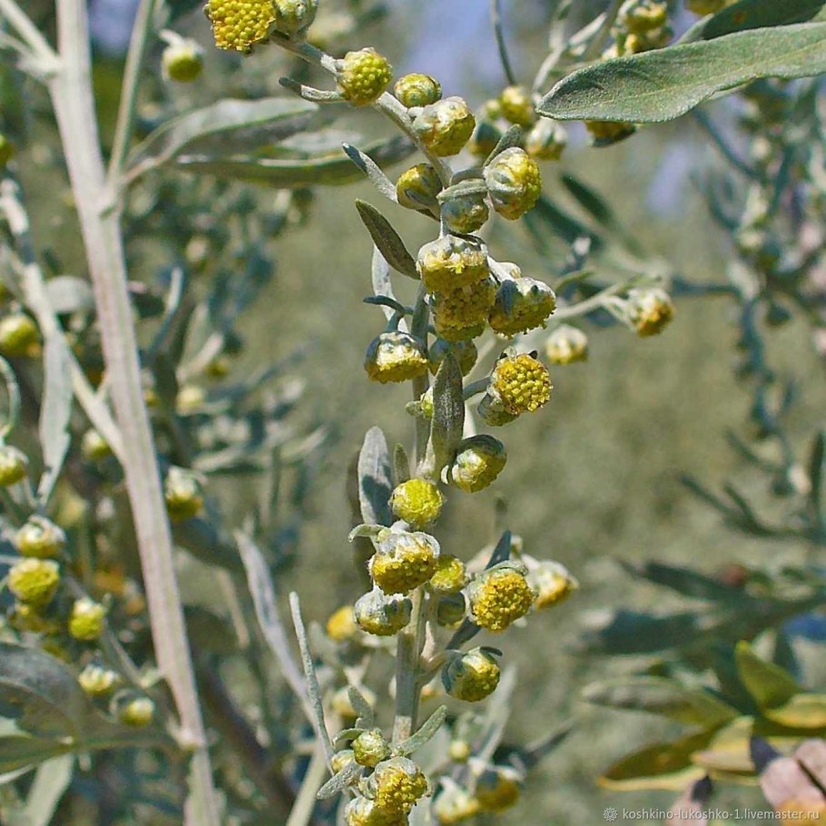 Полынь горькая (Artemisia absinthium)