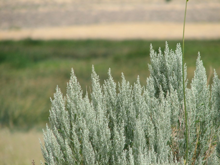 Полынь Каспийская Artemisia caspica