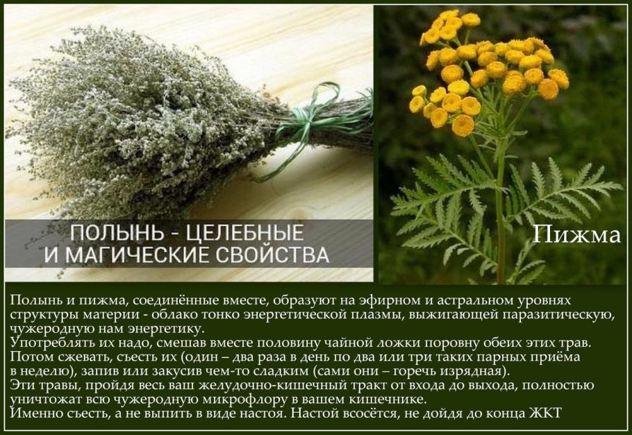 Пижма Полынь донник