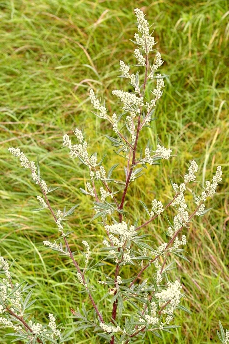 Полынь обыкновенная (Artemisia vulgaris)