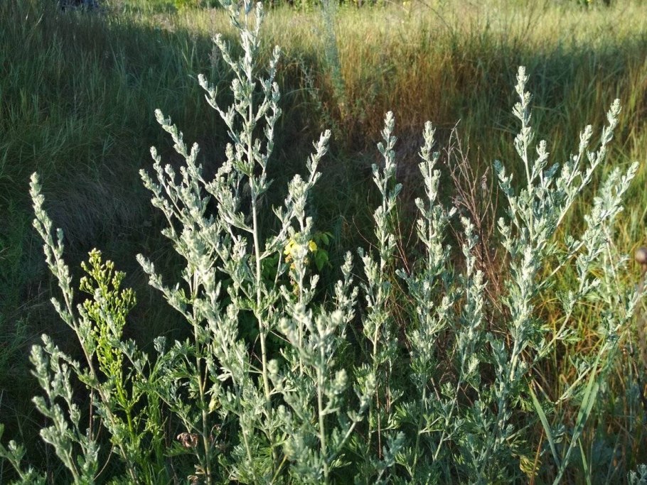 Mugwort (Artemisia vulgaris) Полынь обыкновенная.