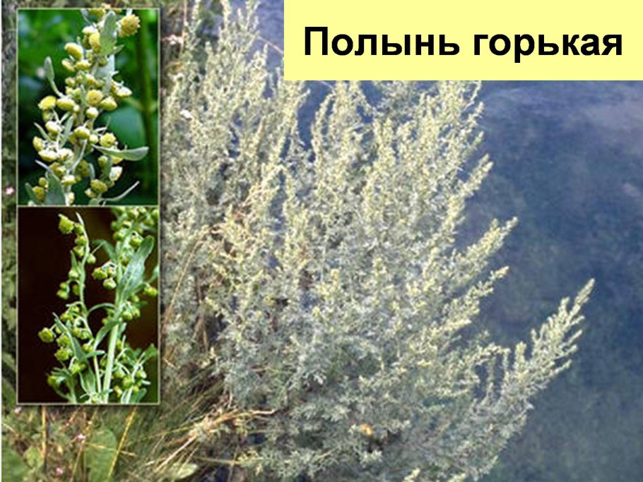 Полынь цитварная