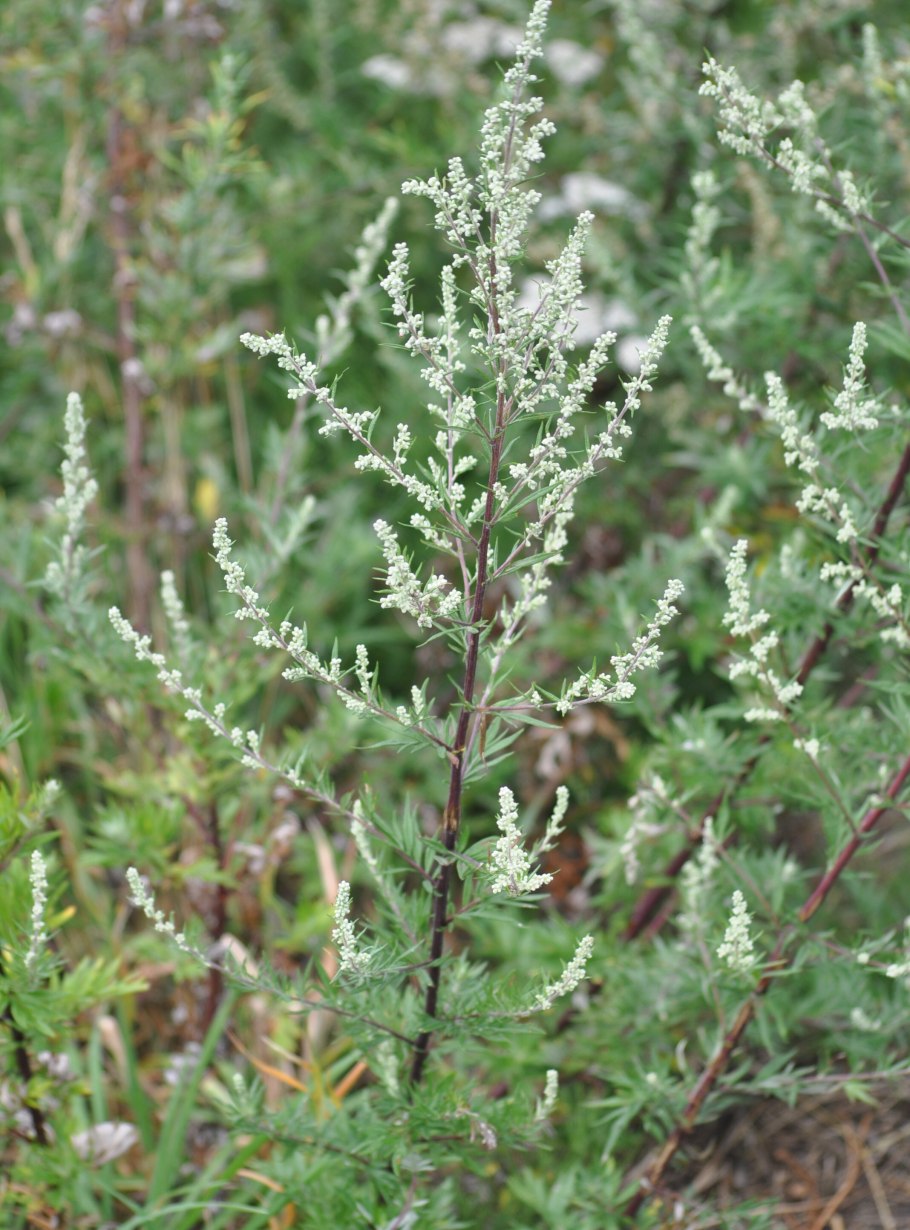 Полынь обыкновенная (Artemisia vulgaris)