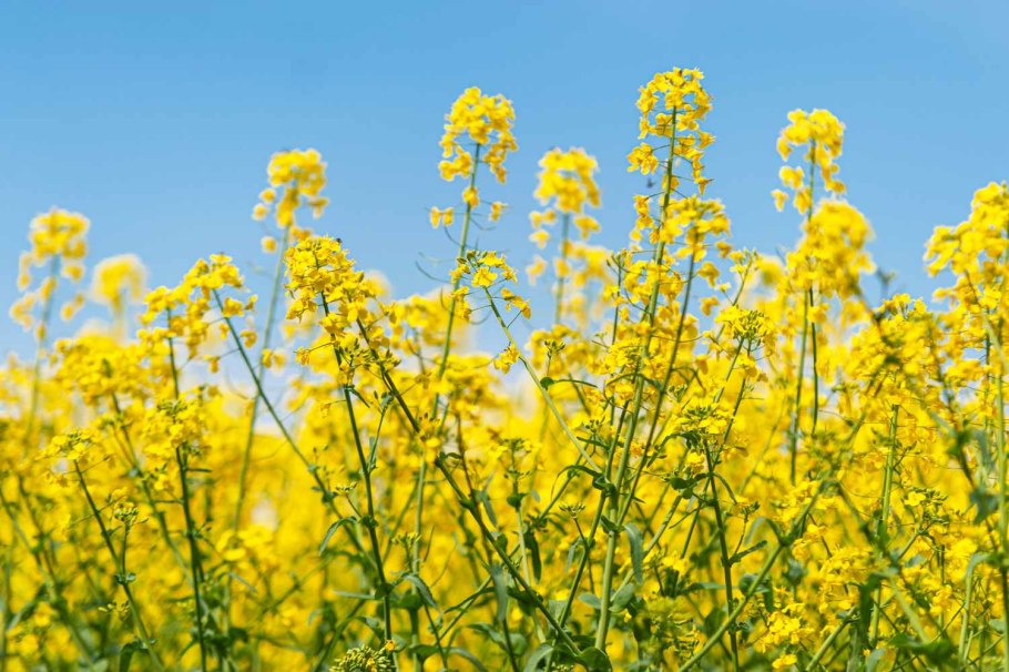 120х85 см Mustard/горчичный