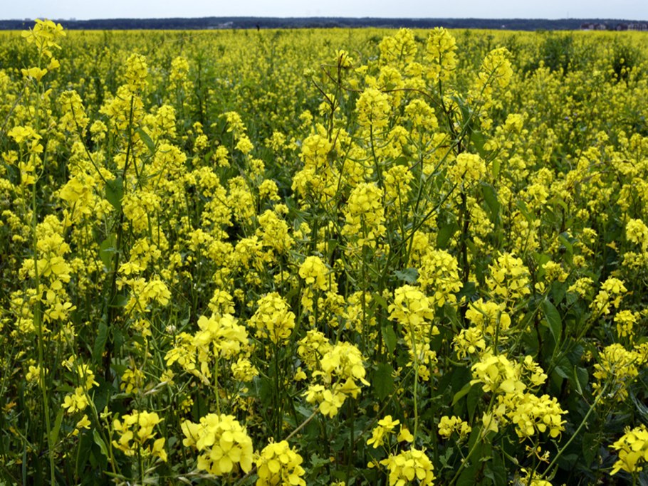 Sinapis Alba горчица белая