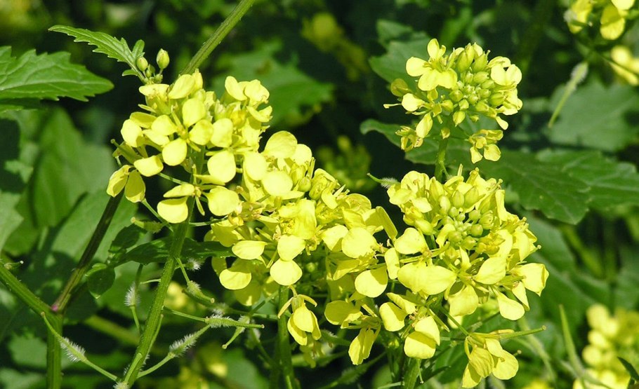 Горчица белая (Sinapis Alba l.)