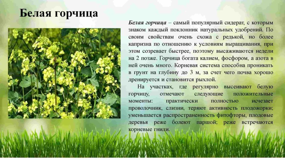 Горчица белая описание растения