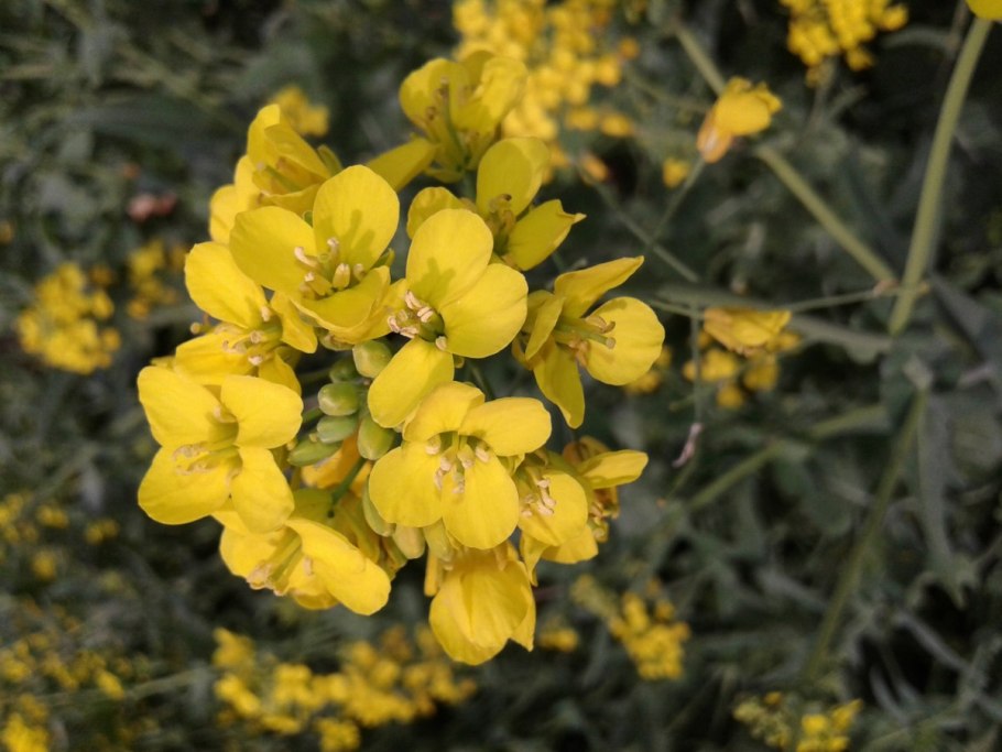 Brassica Винни