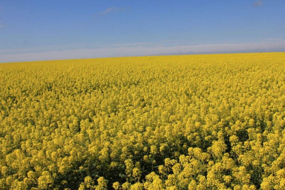 Горчица украинская